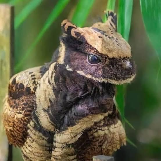 第一次看到大耳夜鹰的照片，很多人会愣一下：这到底是鸟还是哺乳动物？其实它是一种南