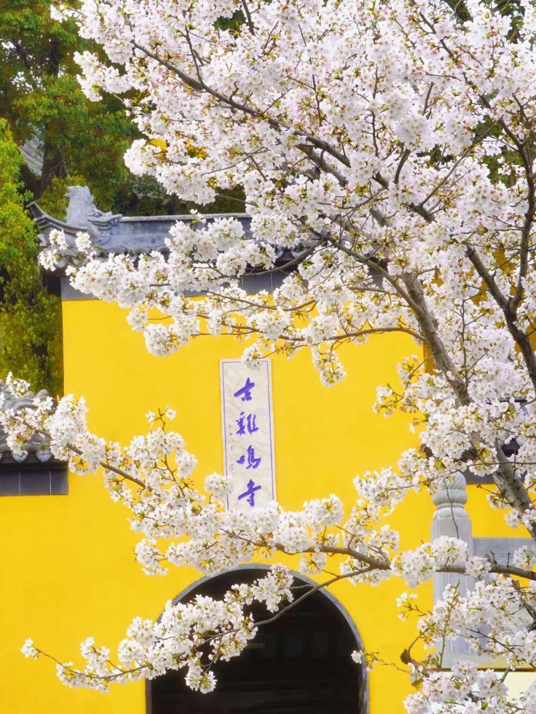 南京樱花你选择在哪看