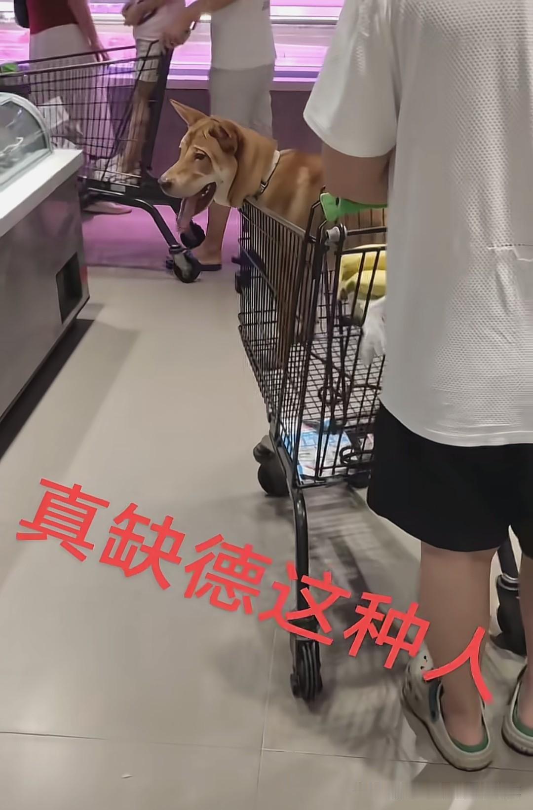 超市购物车成了宠物狗的"专座"，这样的画面实在让人膈应！最近有网友逛超市时，就撞