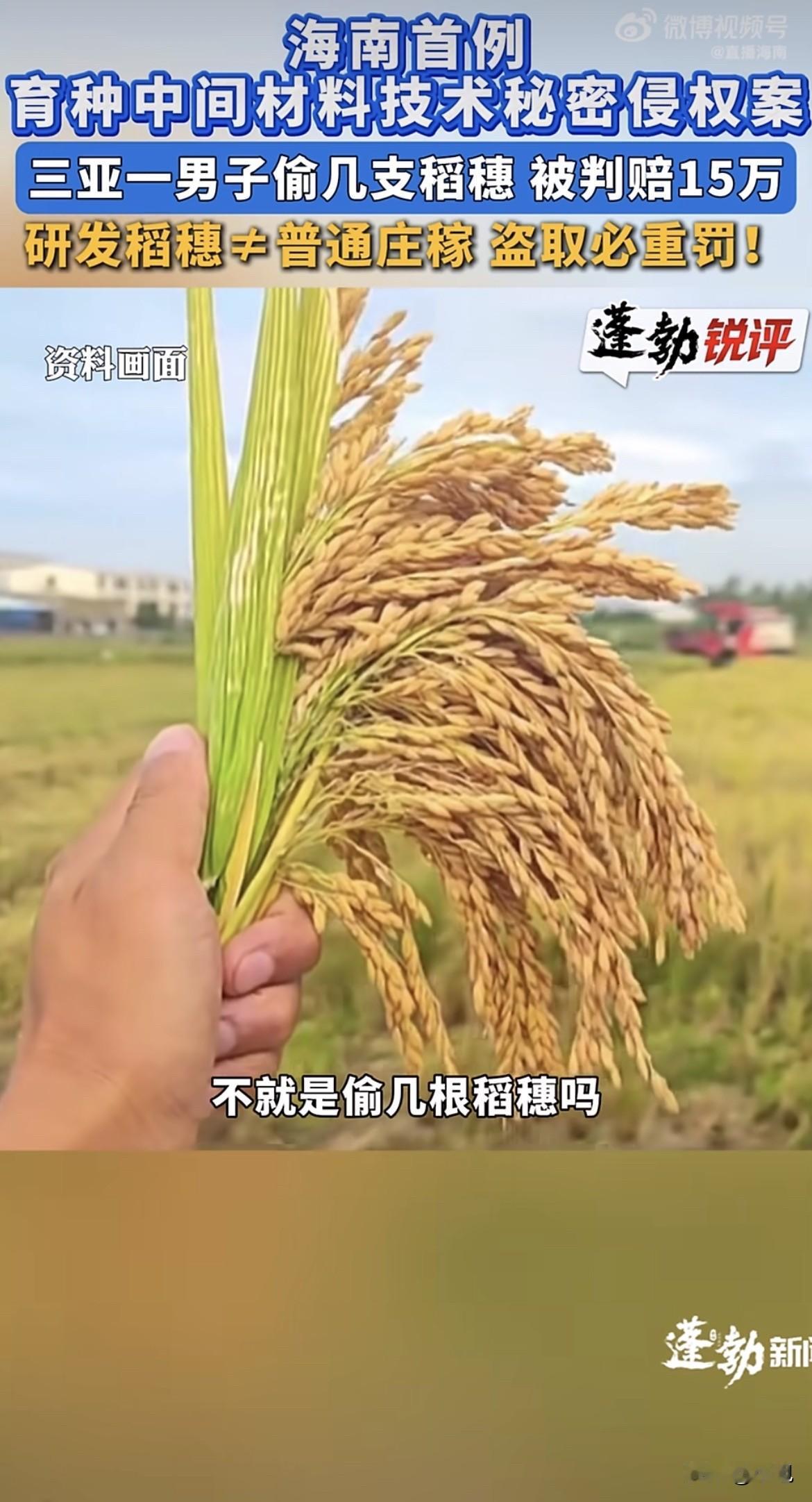 有个男的姓王，翻墙进了三亚一个水稻基地，偷了几根稻穗。

法院判他赔15万。
