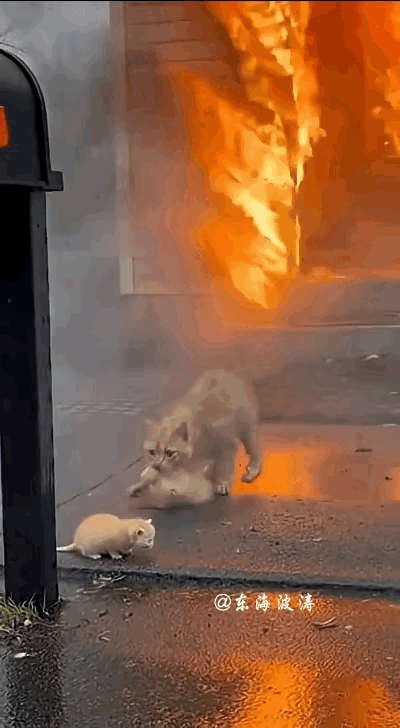 浓烟滚滚里，一只橘猫一遍又一遍冲进火场，不顾灼人热浪与呛鼻烟雾，拼了命救出自己的