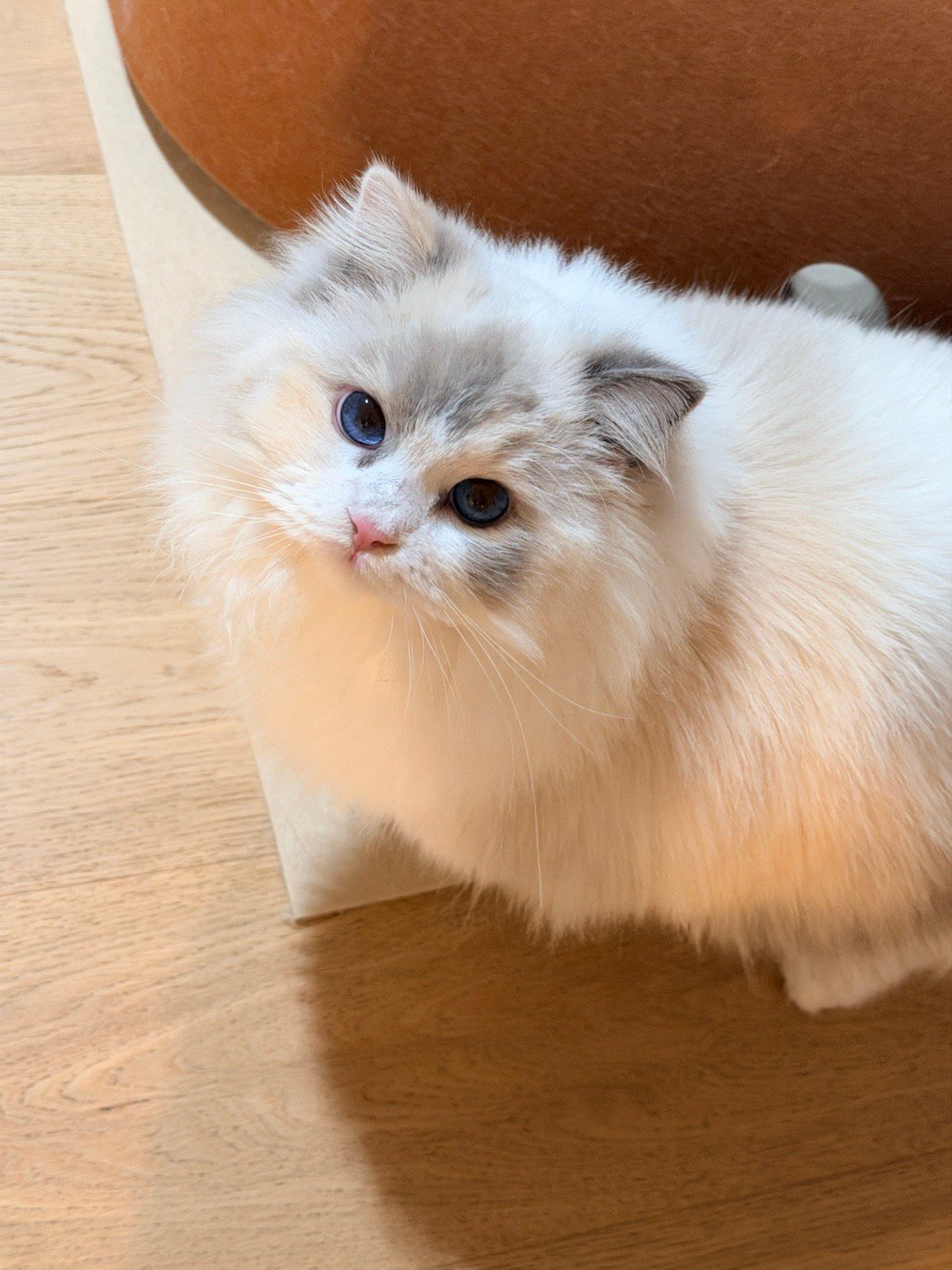 你就是公主～华莎美颜大女儿（家长） 