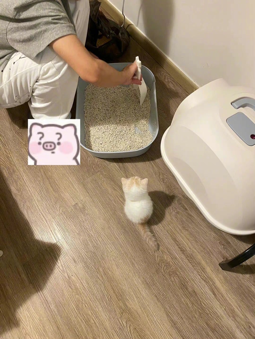哈哈哈想抱走[可爱]
