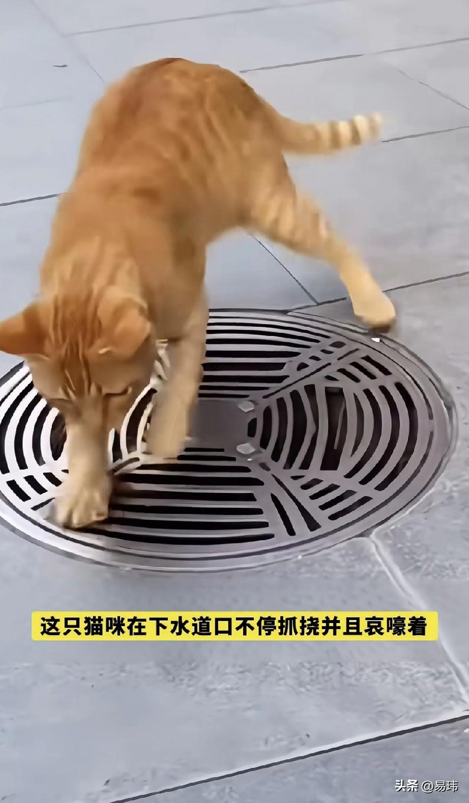 泪目了！这天一位小姐姐去散步，当她走到一个窨井盖附近的时候，看到一只流浪猫在那里