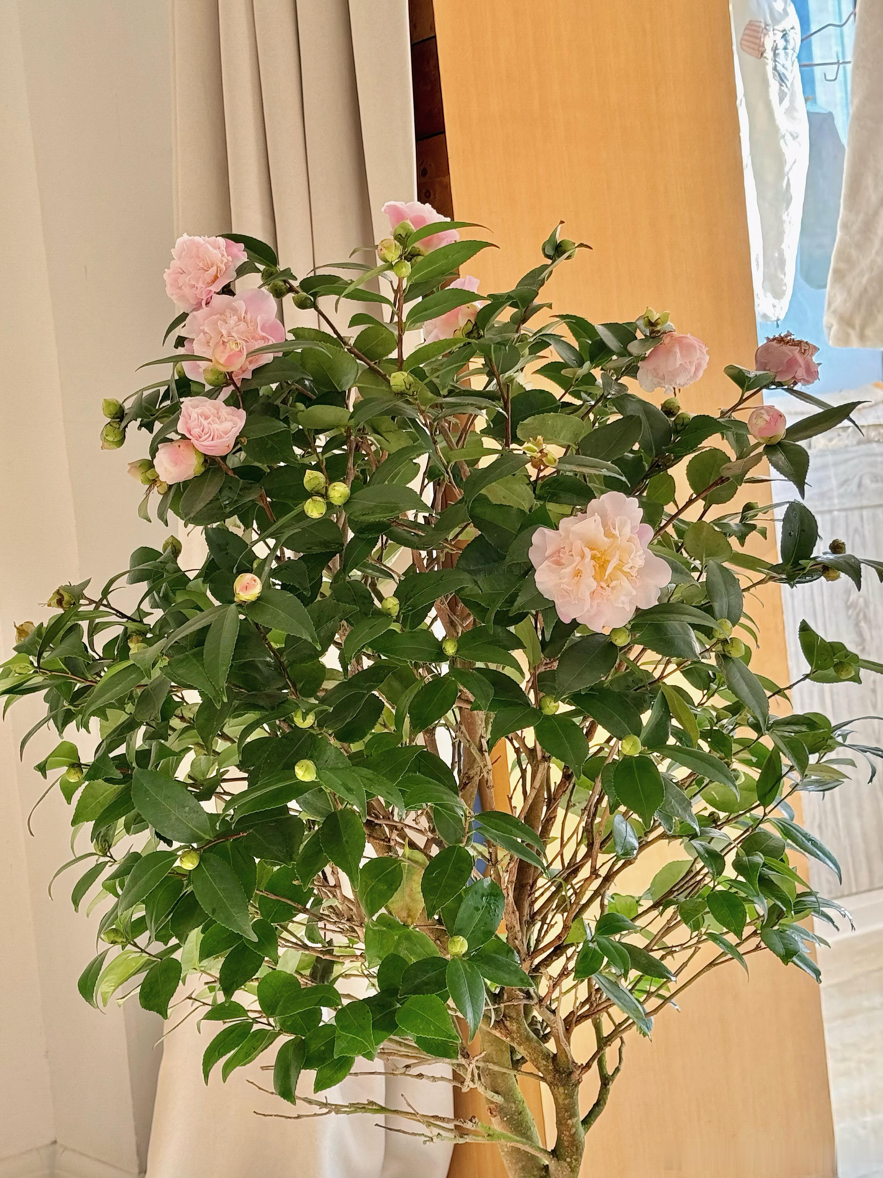 我的小叮当从来不打低端局