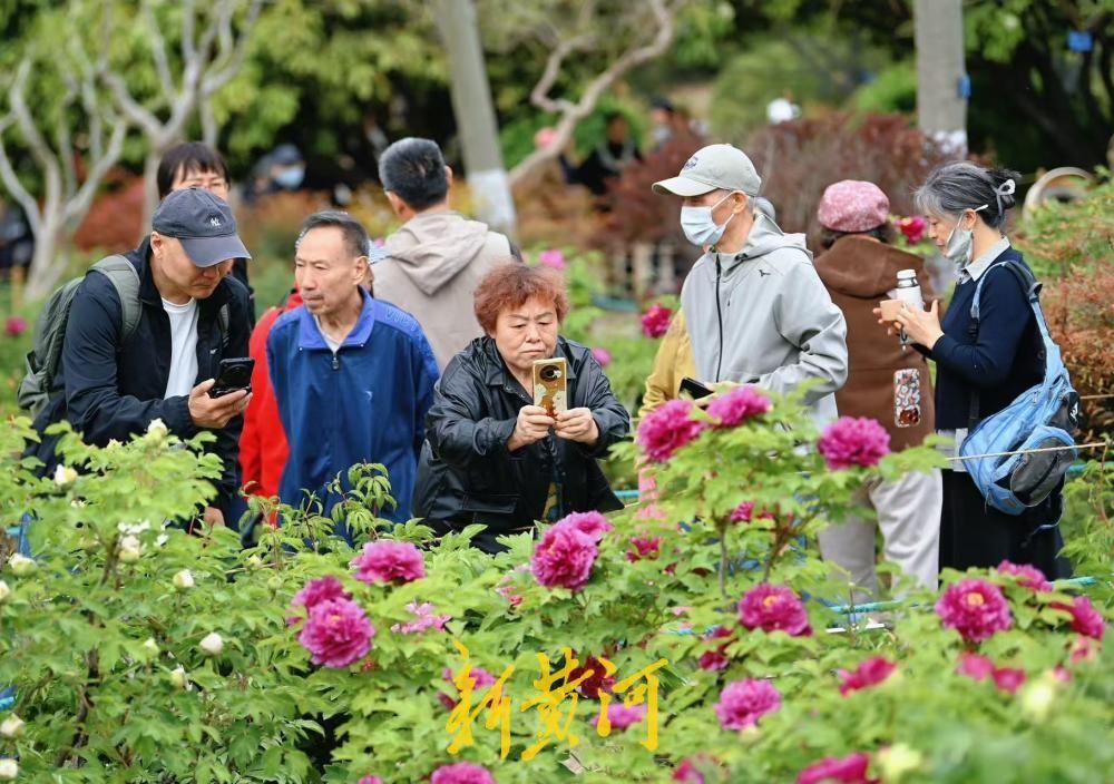 国色天香、富贵满园，泉城公园牡丹花盛开引来众多赏花者！4月8日，随着泉城气温升高