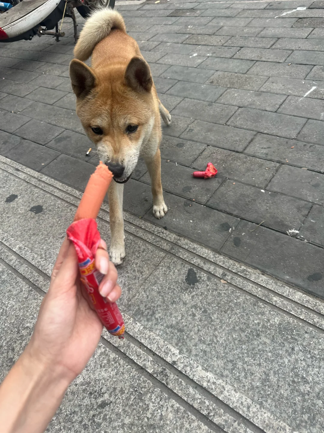 北京有人可以中转这个小狗么