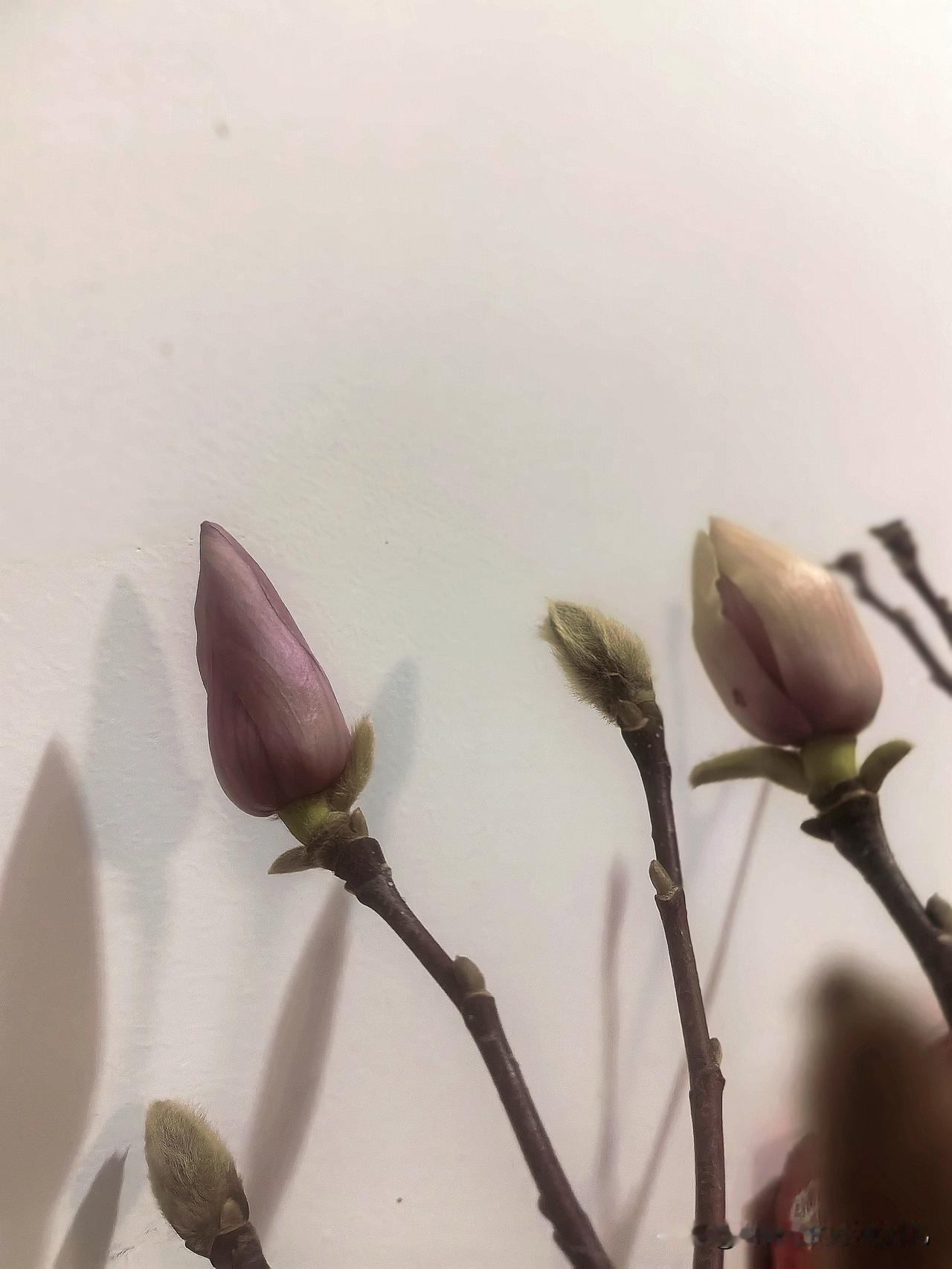 苏南素萼落东阶，
悠然元旦见玲珑。
莫言二九揣兜手，
欢心已吻第一丛。