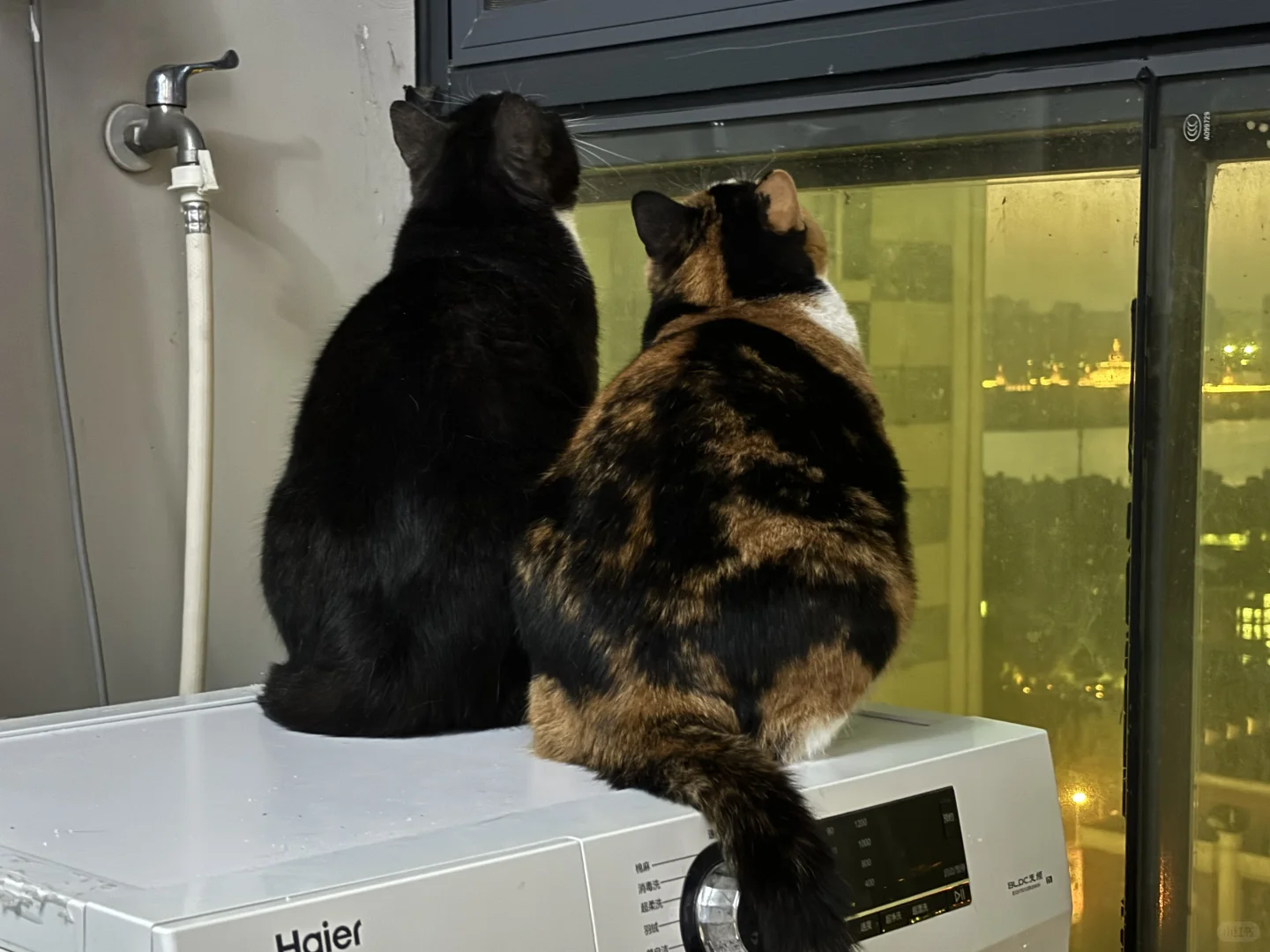 猫不去想未来的事 眼前的小鸟更重要