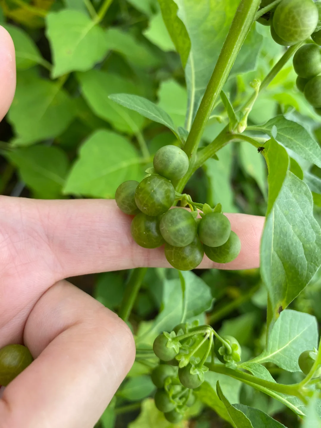 在你们那边这叫什么🤔