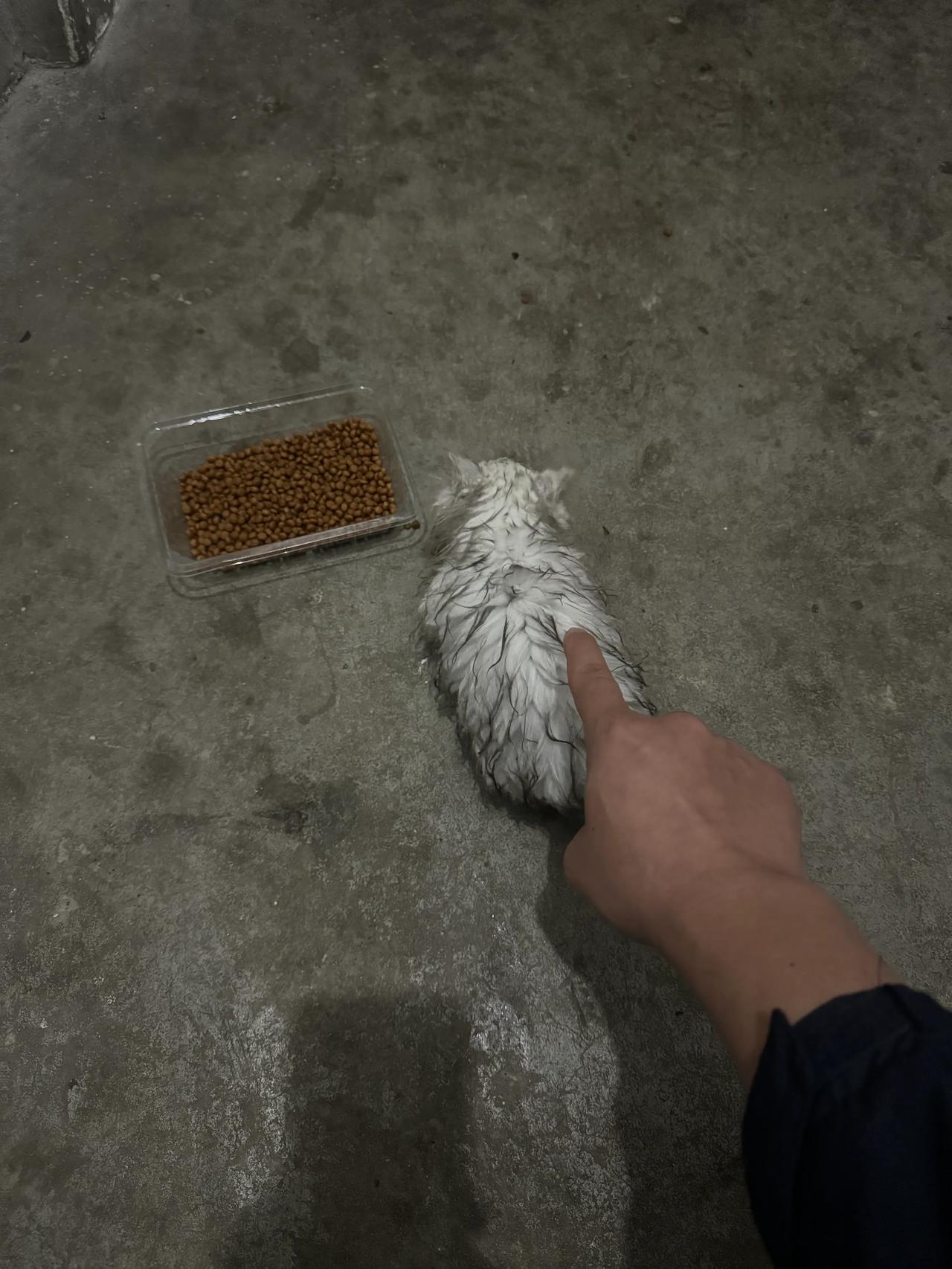 下雨天的夜晚，在草丛里捡到个奶猫，没有我估计活不过今晚了