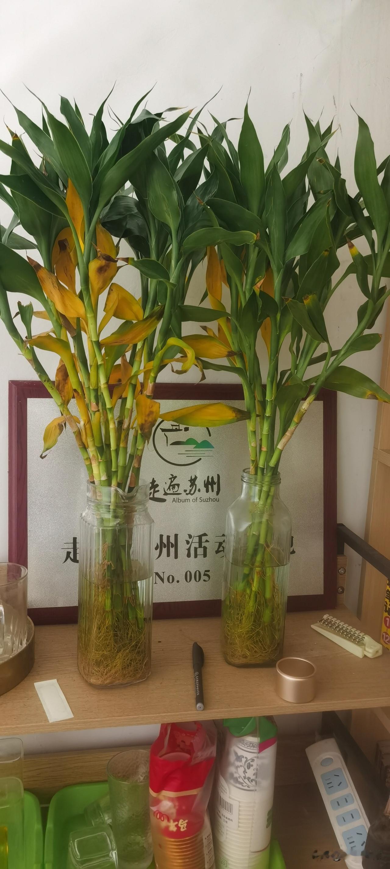 昨天又把我家里的富贵竹更新重启了一次，看看这次能不能走出困境[捂脸][捂脸][捂