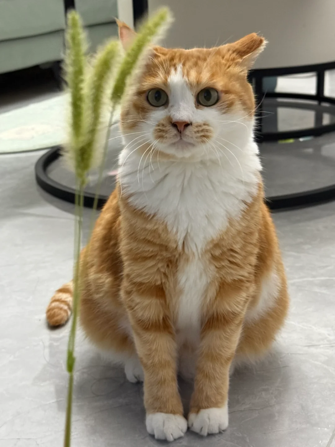 麻麻酱，你是说你打猎回来了三大根狗尾巴草！