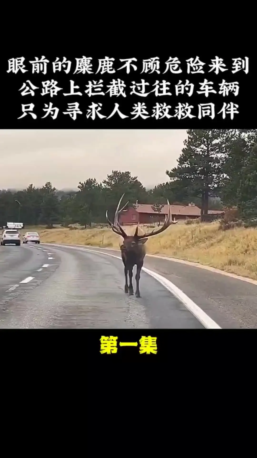 我的观影报告 神奇动物在 动物的迷惑行为 爱护大自然保护野生动物 万物皆有灵性