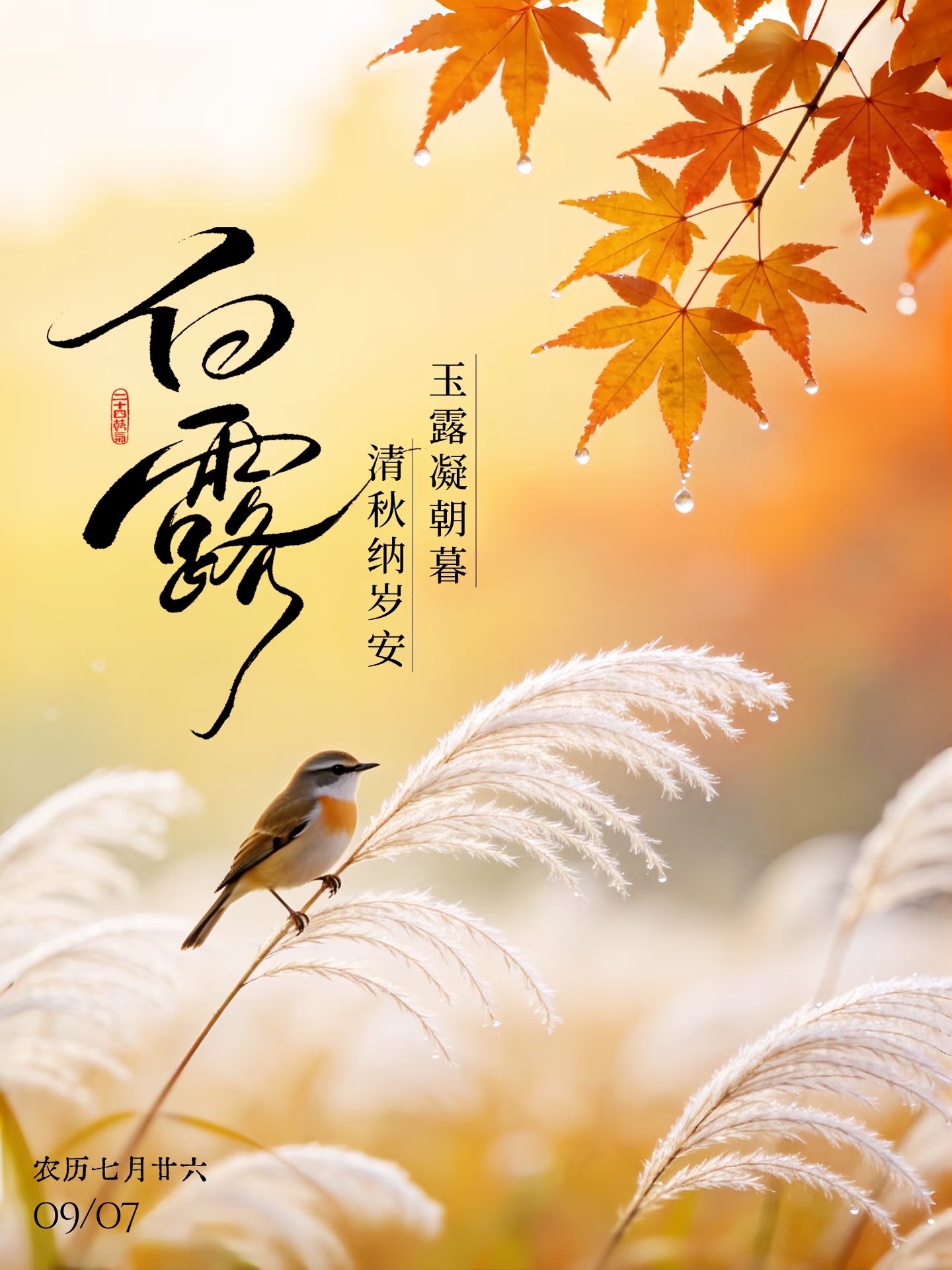 白露 🍂白露至  暑气渐消！秋风慢慢漫过街巷。清晨的草木凝上薄薄露珠，昼夜温差