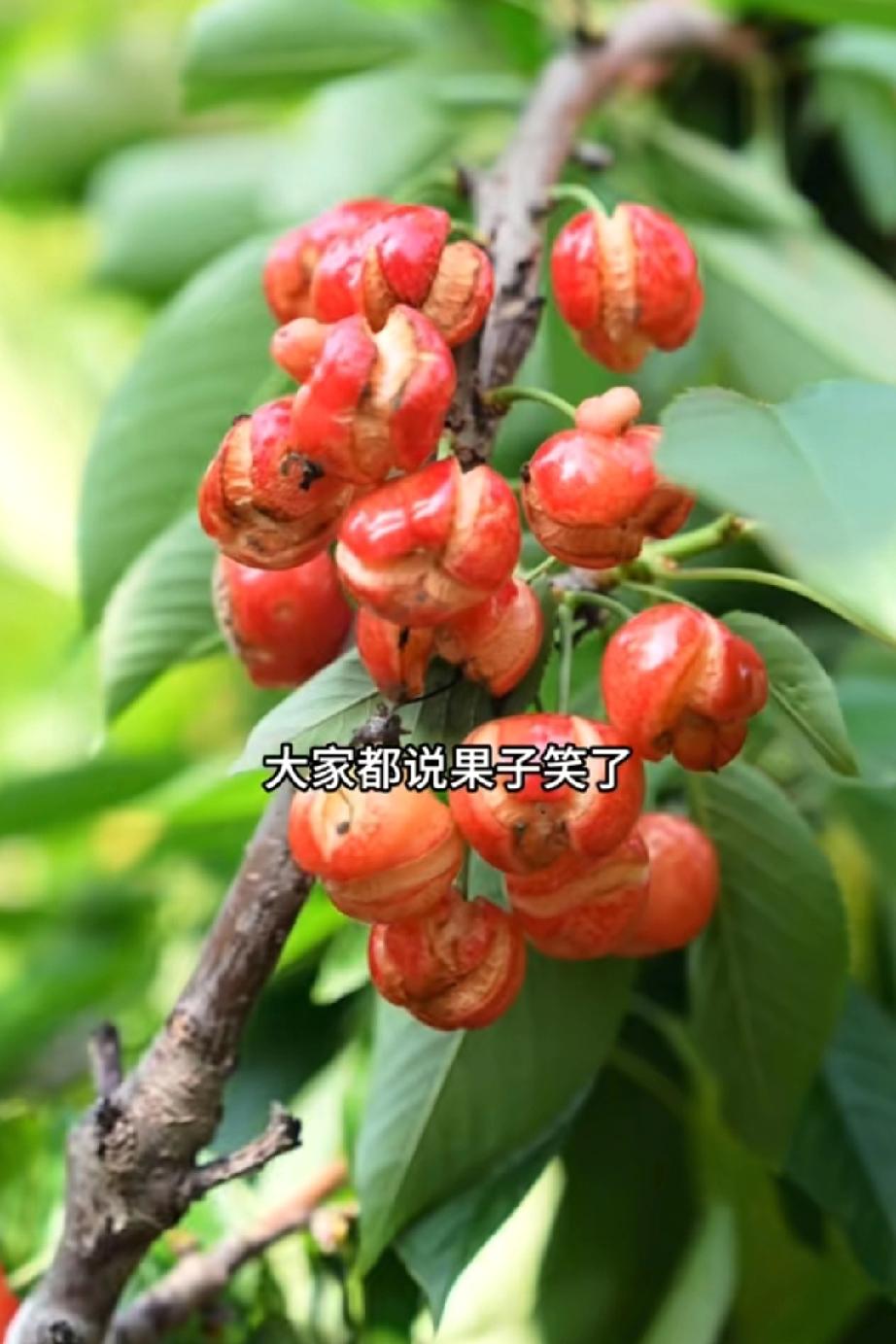 相宜博士遇到李雨婵算是碰到硬茬了，有李雨婵在，相宜未来的自媒体道路变得更难。
 