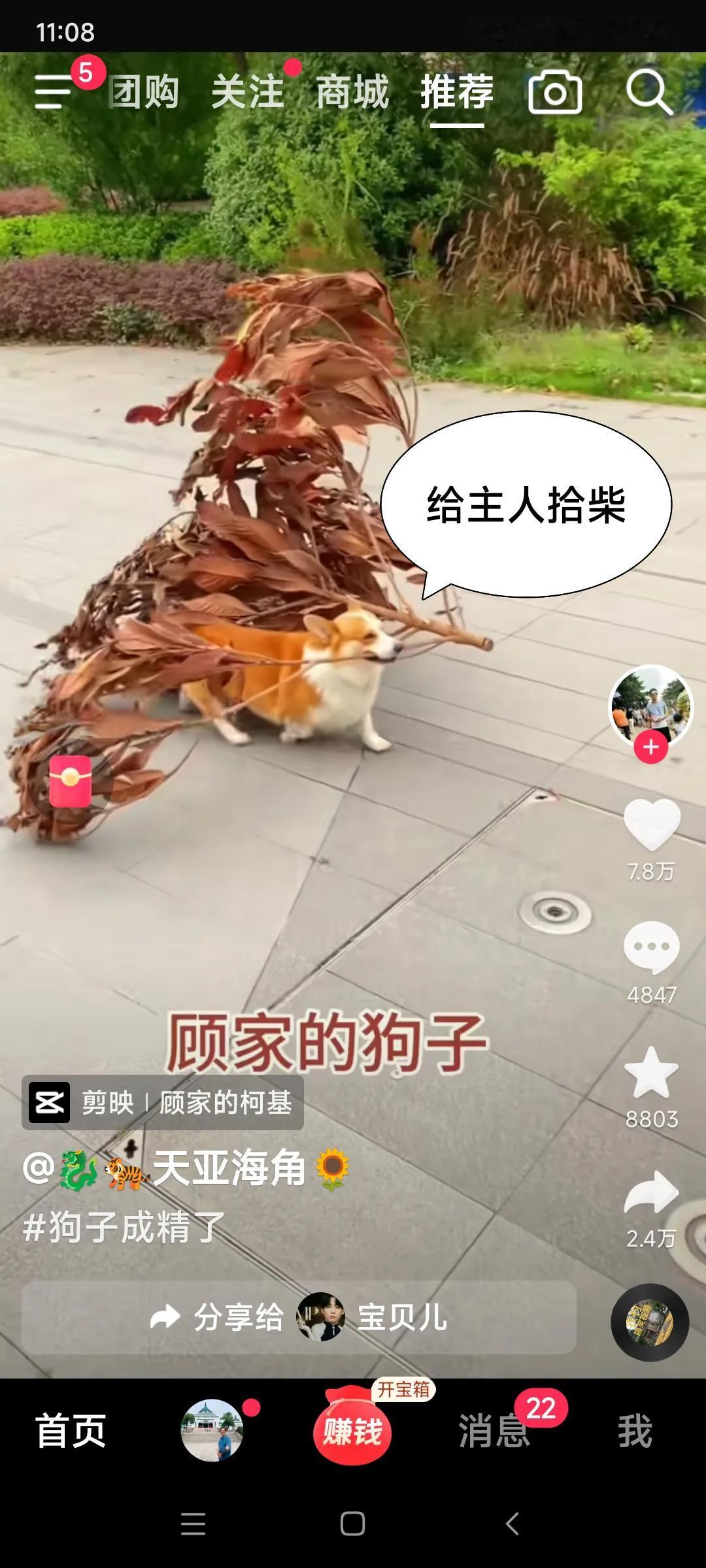 这狗真顾家，我要养它！