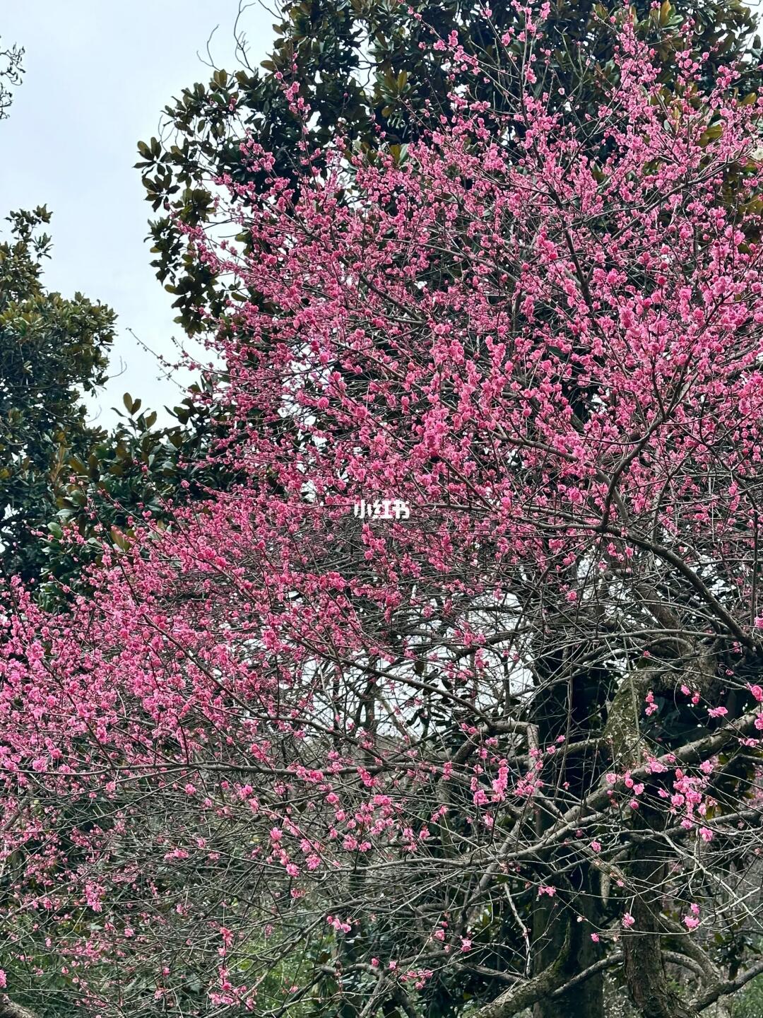 live｜杭州植物园真是赏梅好去处❗️❗️