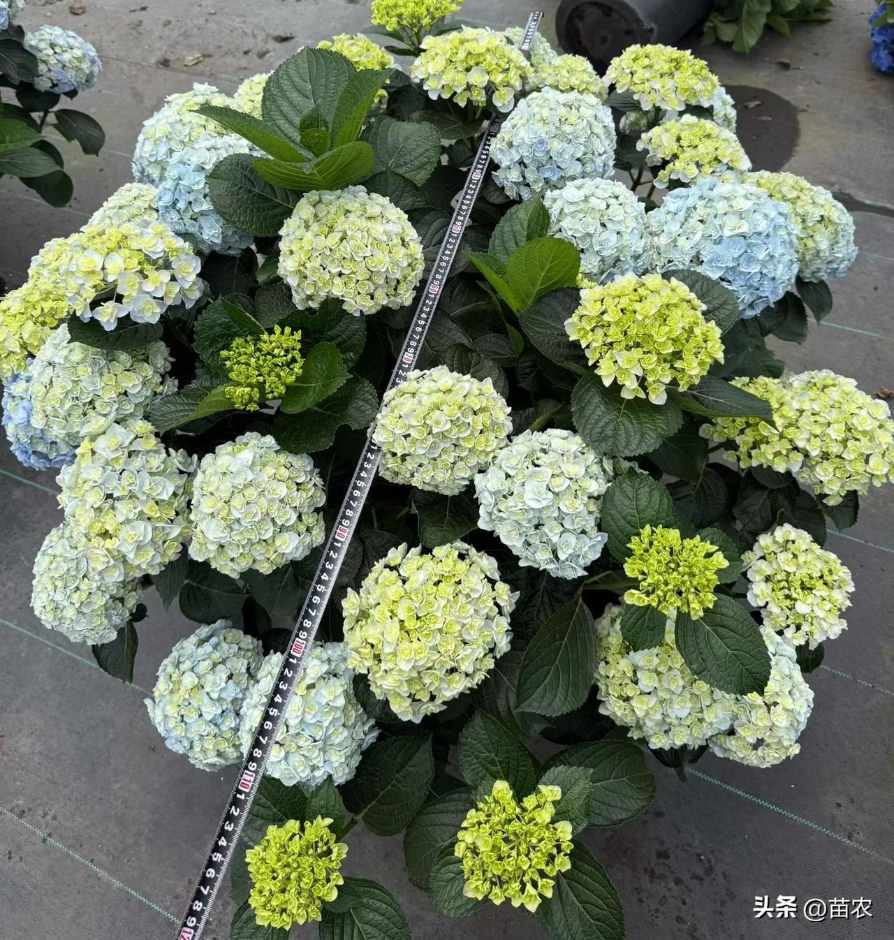人都是在一次次失望过后，忽然就想通了，心里明白的越多，期待的就越少。最终才发现，