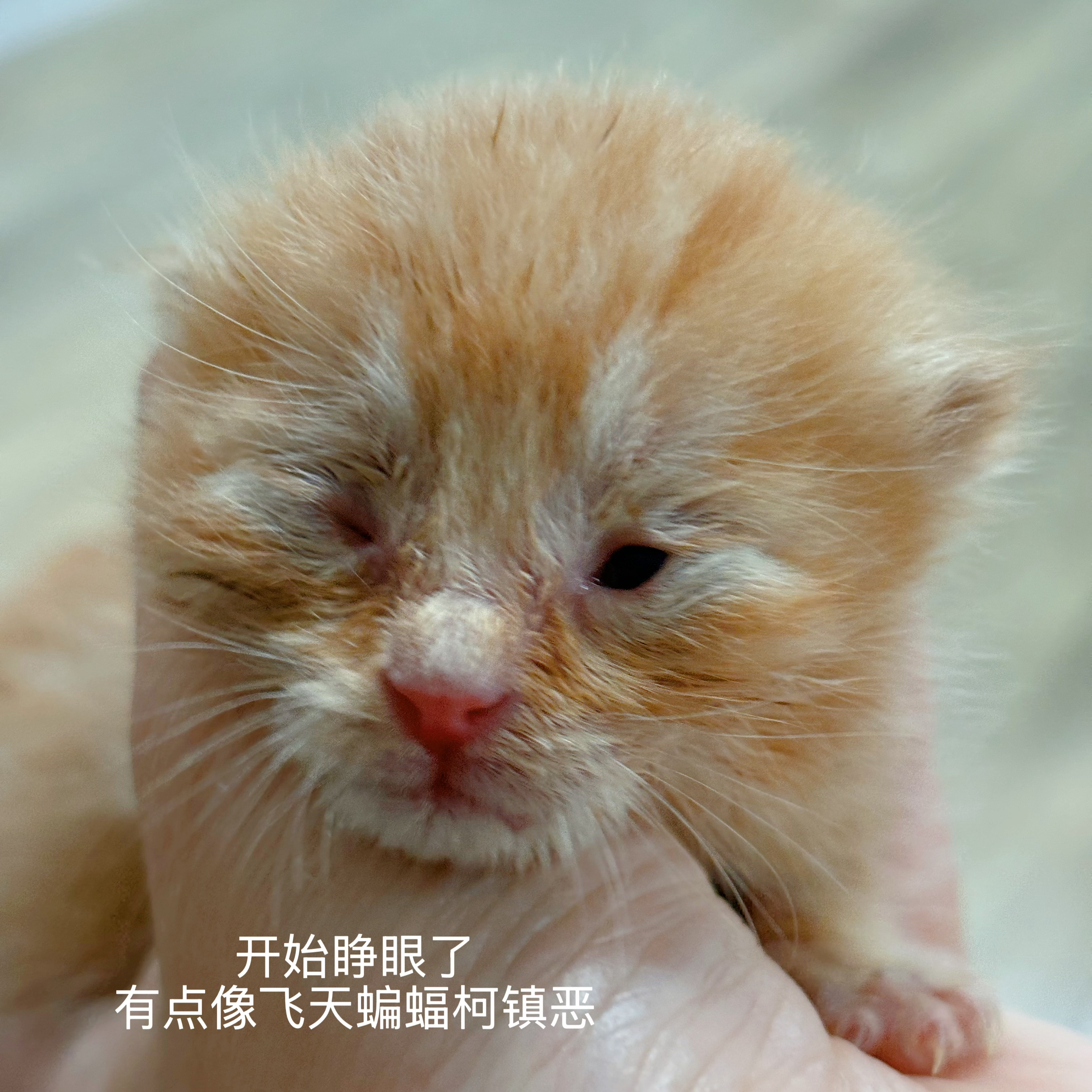 猫妈妈接纳孤儿小猫从5月19日在大雨天捡到你，到今天正好是30天，我的小猫咪满月