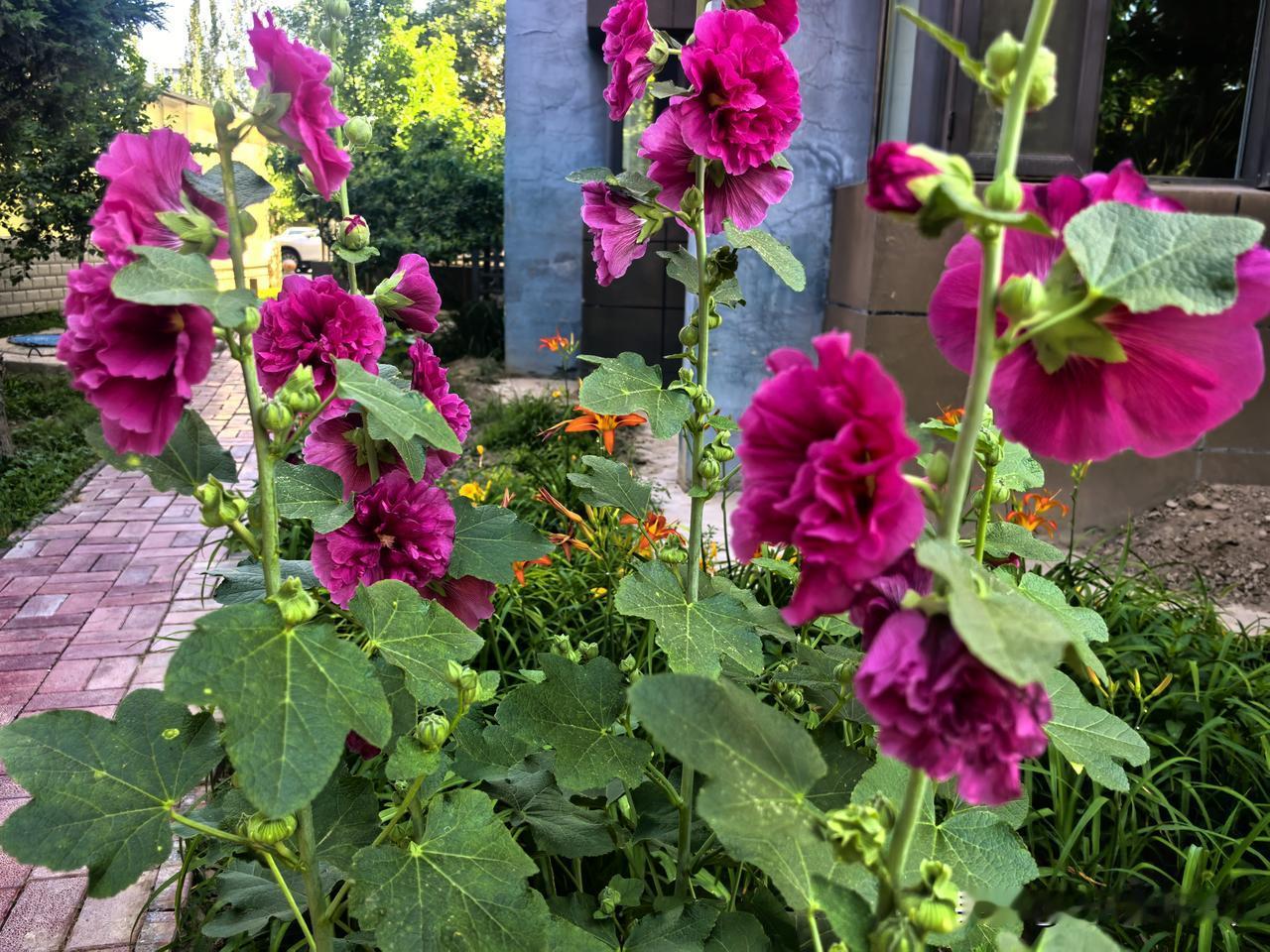 芬芳满园
浅喜伴流年，寻常烟火皆是圆满。