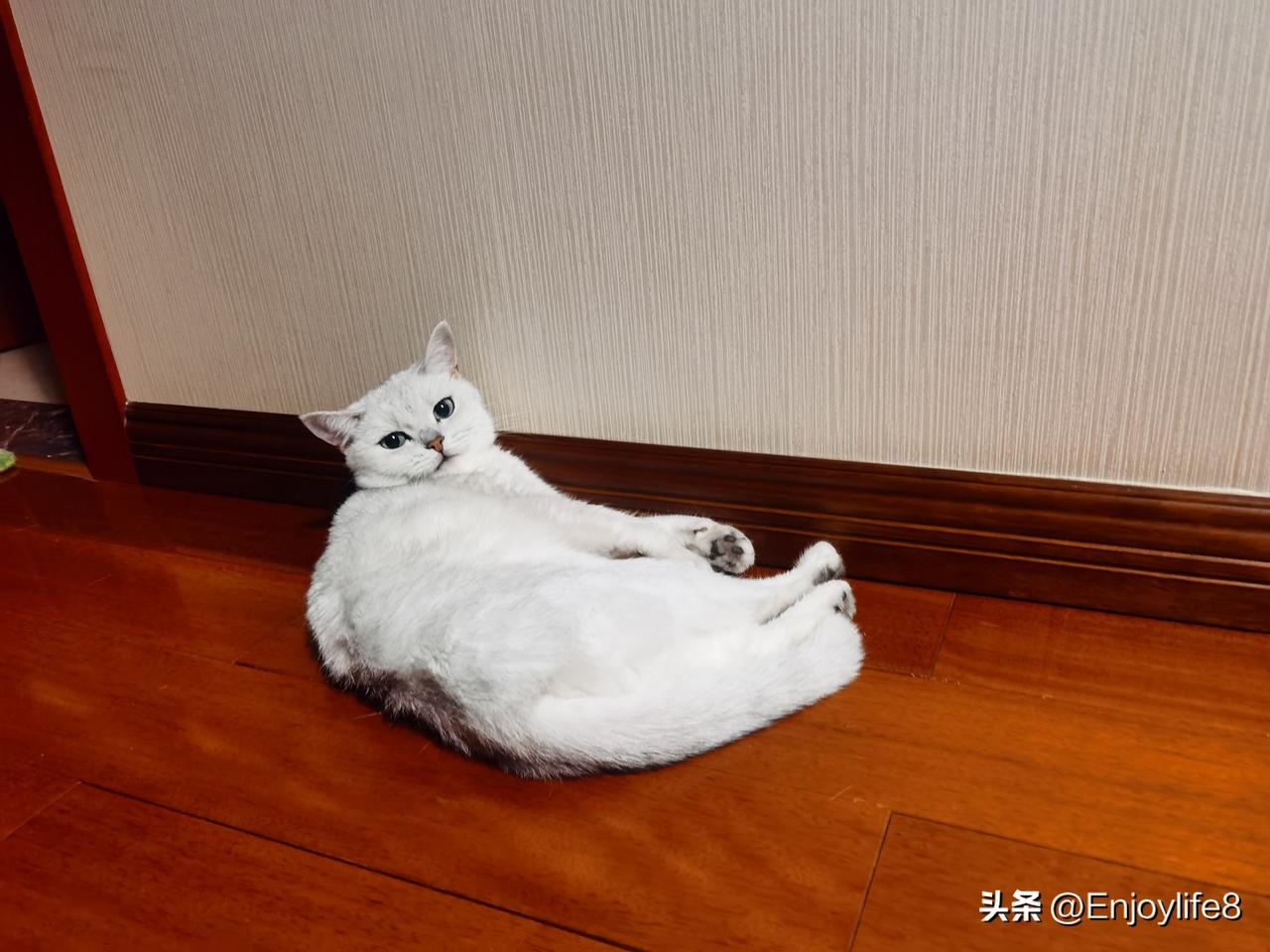 瘫成一块小云朵
连尾巴都懒得抬一下
这大概就是猫咪的终极摆烂吧