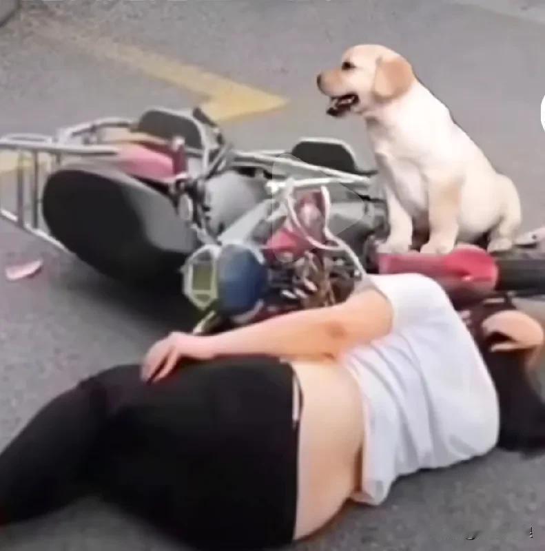 女子骑摩托车不慎摔倒在地人事不损，是她带出来的狗狗守护在身边并发出狂叫试意路人帮