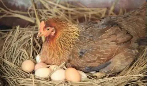 鸡的“蛋权”博弈：被拿蛋的母鸡，是佛系还是无奈？
 （个人观点仅供参考，无任何不