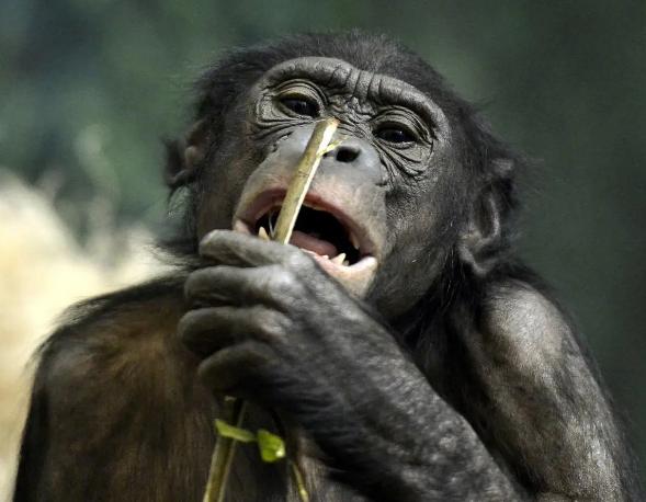 古人养宠物有多疯狂？有的赐爱宠五品官袍，有的养宠丧志而国灭

古人养宠物之风可谓