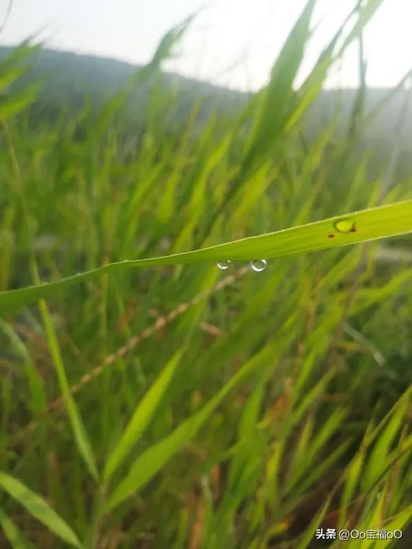 回归自然生态的；健康构造体、气味芬芳、五颜六色、自然的感觉、享受新的、健康、分享