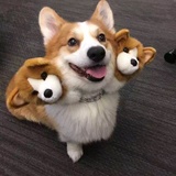 牛哥公考