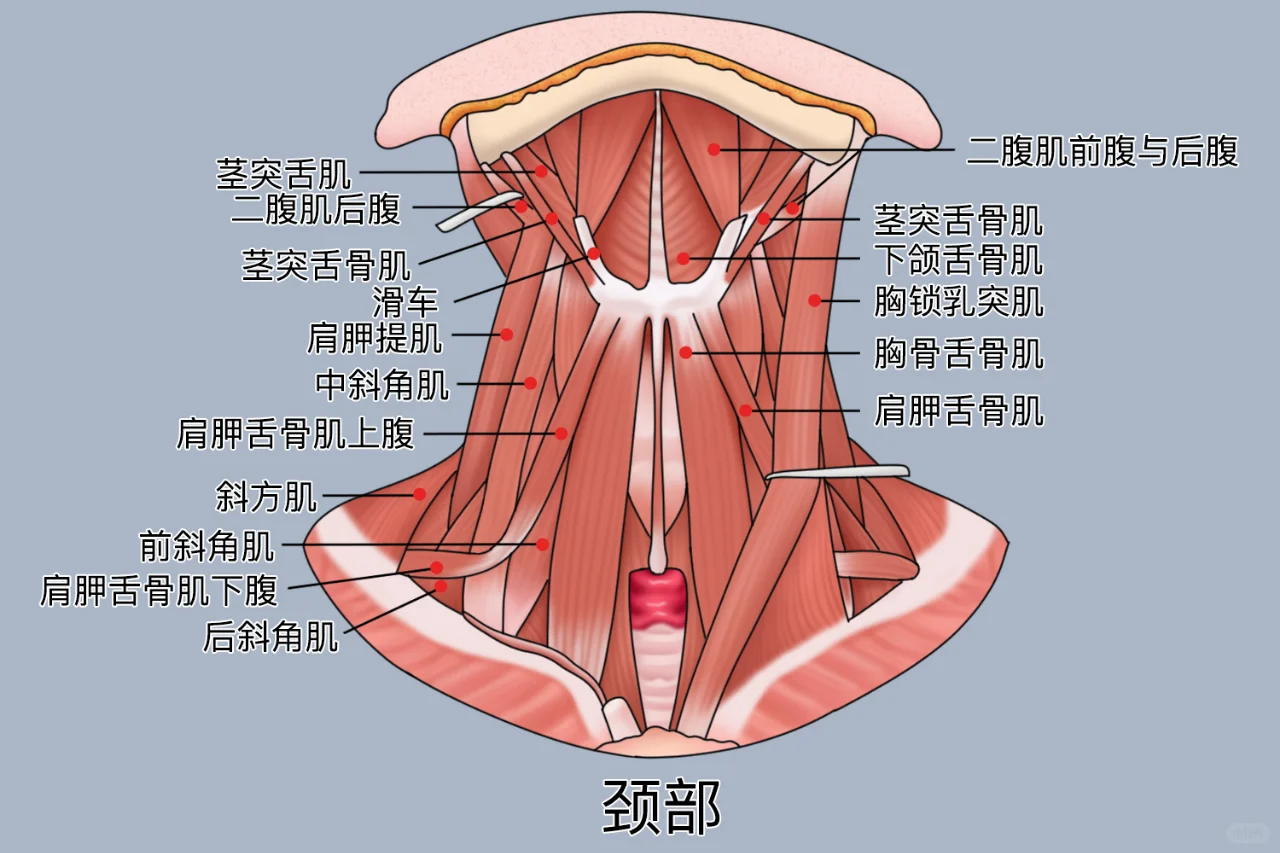 脖子位置图
