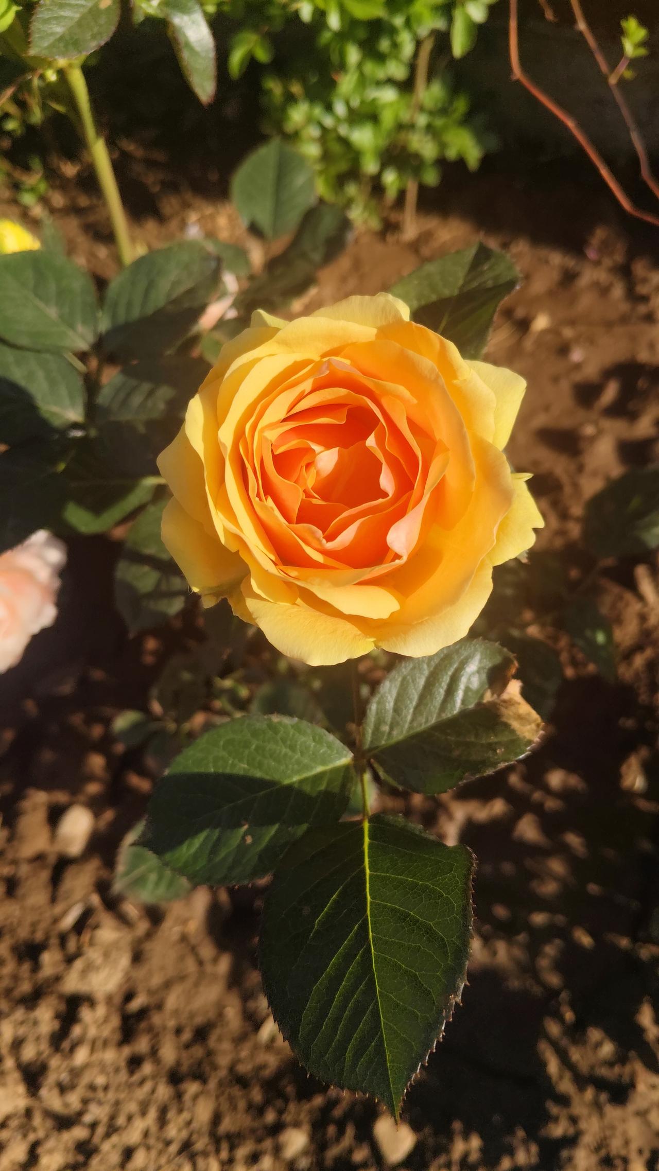 有没有漂亮的花朵图片吗今天在小区里，看到了鲜艳夺目的花朵，拍了几张，喜欢花朵的我