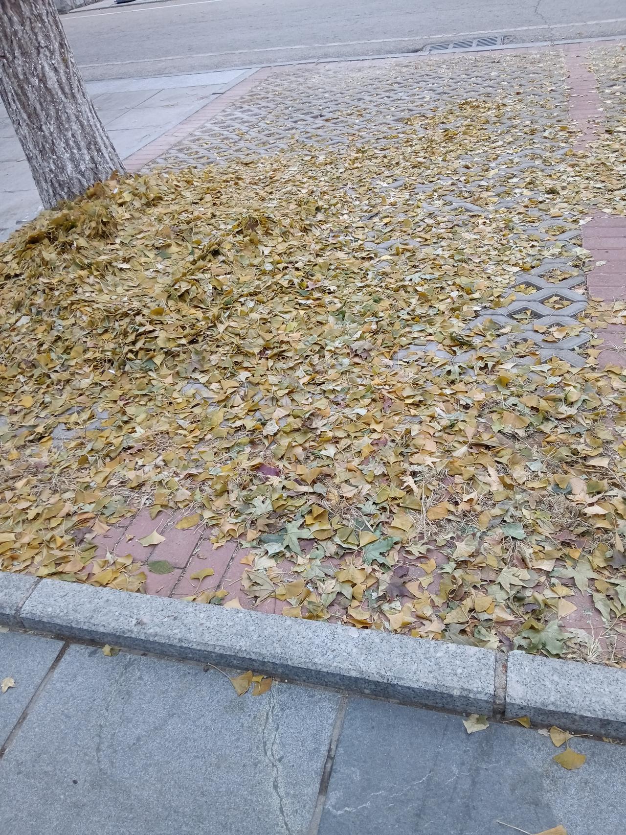 七绝.立冬日
原创首发：孙守清
今始开冬劲北风，
纷飞木叶落枝穷。
园林景扫寒侵