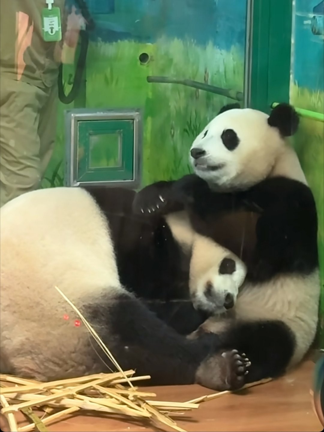 萌萌窝在妹猪怀里