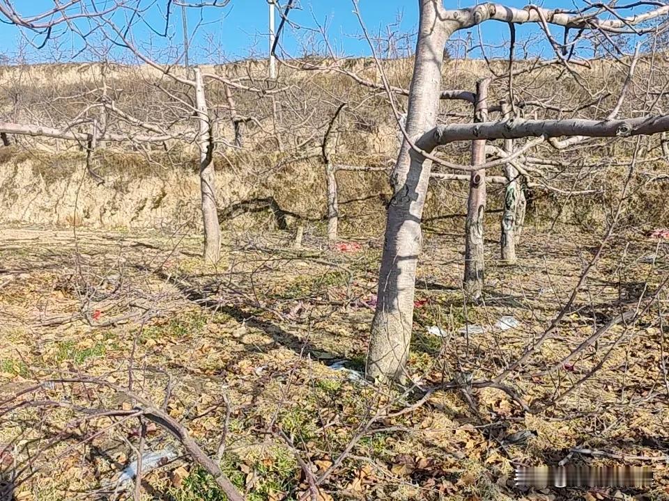 新年新气象，哈哈哈老农民依然在果园忙忙碌碌