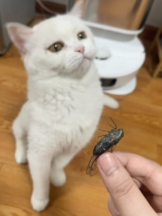 笨蛋小猫