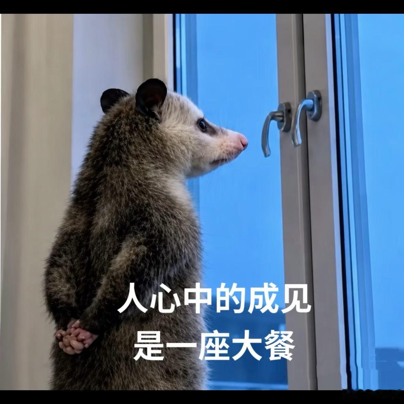 一直觉得这只负鼠长得很像丁太升 