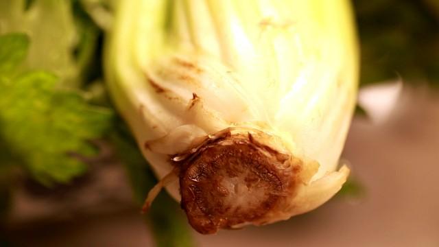 这两天河北白菜蘸甲醛的事闹得沸沸扬扬，是不是把根切掉、洗一洗泡一泡就没事了？
 
