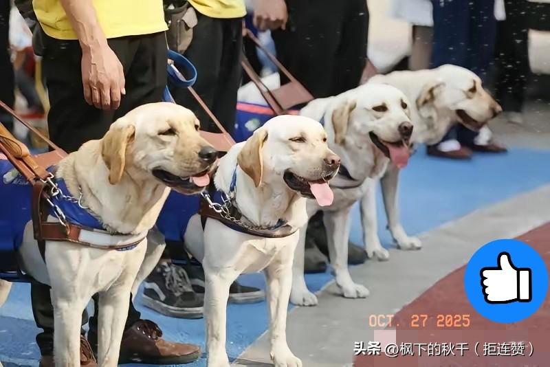 芬迪有信了！这次我更想为“沉默”的基地说句公道话
 
家人们谁懂啊！等了这么久，