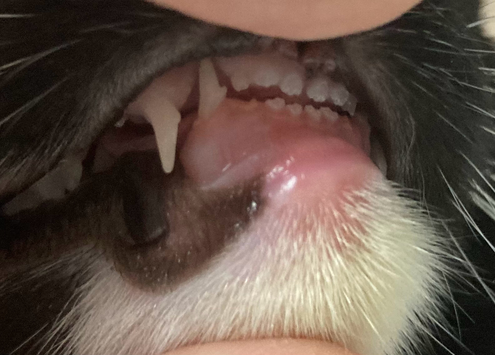 猫的门牙差不多长齐了……刚来我家那会儿前面都没牙www 
