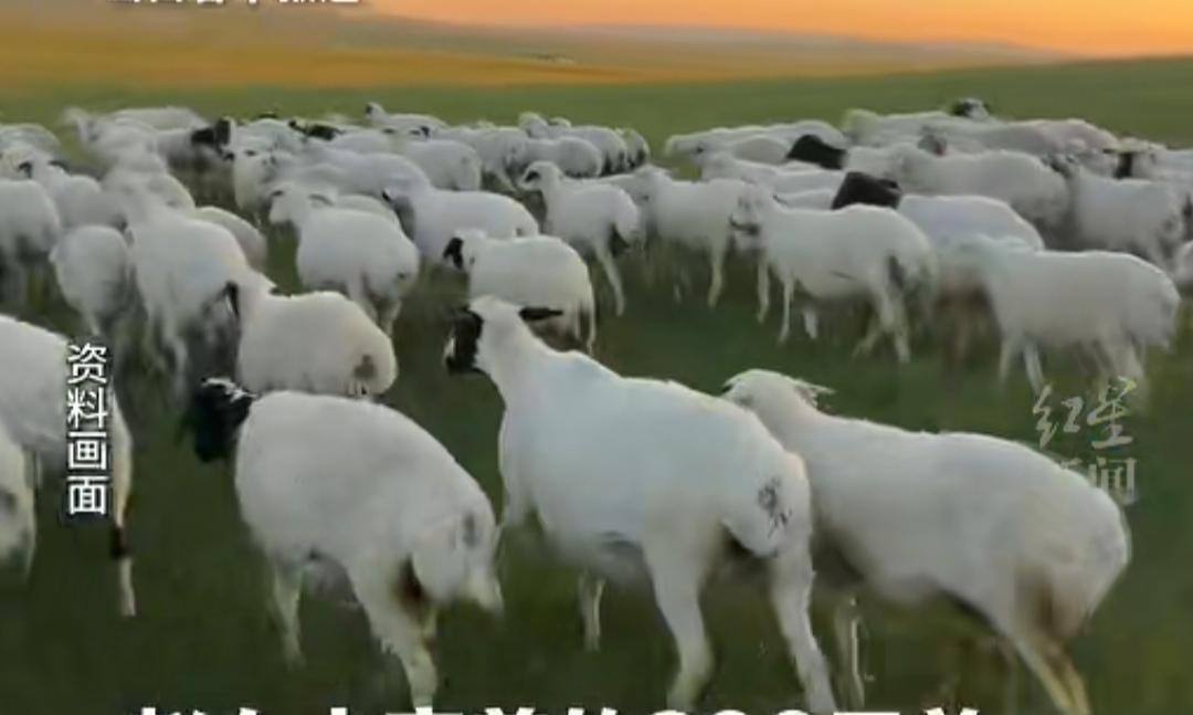 后背发凉！
毒死赵女士家120只羊的人，竟是常与她父亲一同喝酒的好友武某！
事发