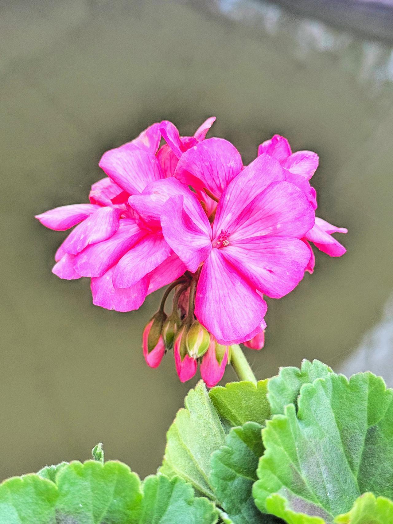 随拍-长风公园鲜花盛开～