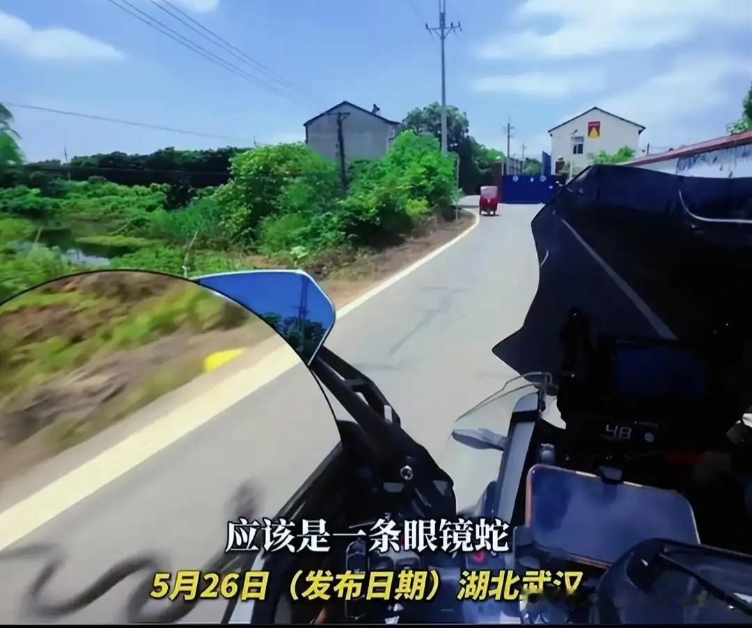 这条眼镜蛇太聪明了，学会了守株待兔！

武汉一男子在路上骑摩托车，一开始发现路边