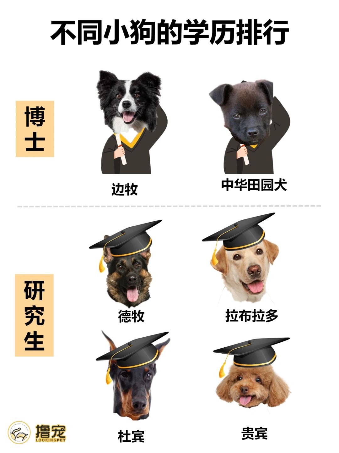 不同小狗的智力排行（上）