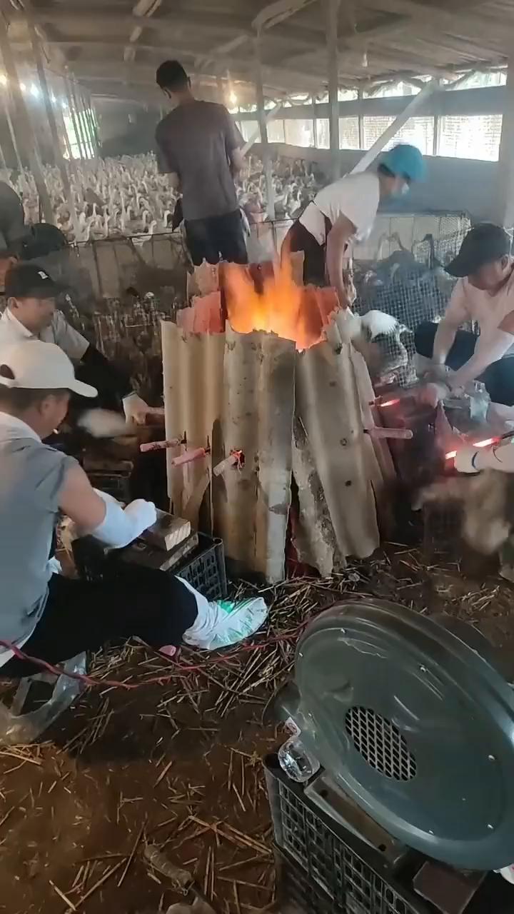 这波操作都看傻了。