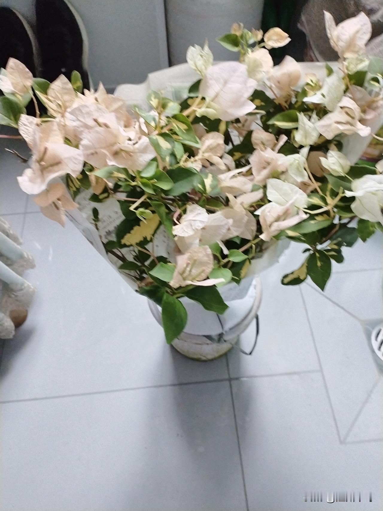 花影
浅绛轻红映浅黄，疏枝瘦影满庭芳。
世间多少繁华色，不及清幽一缕香。