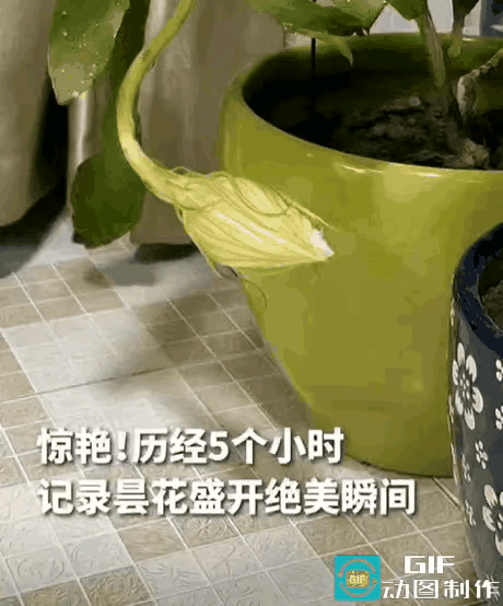 江苏南京icon，女子结束了一天的忙碌，正准备关灯睡觉，突然发现阳台的昙花有动静