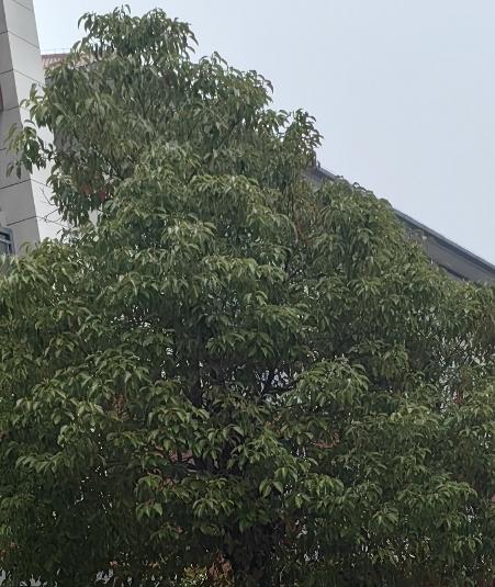 你会支持鸿蒙系统吗当然会支持，这是我们国产手机操作系统的标杆，也是打破外国技术垄