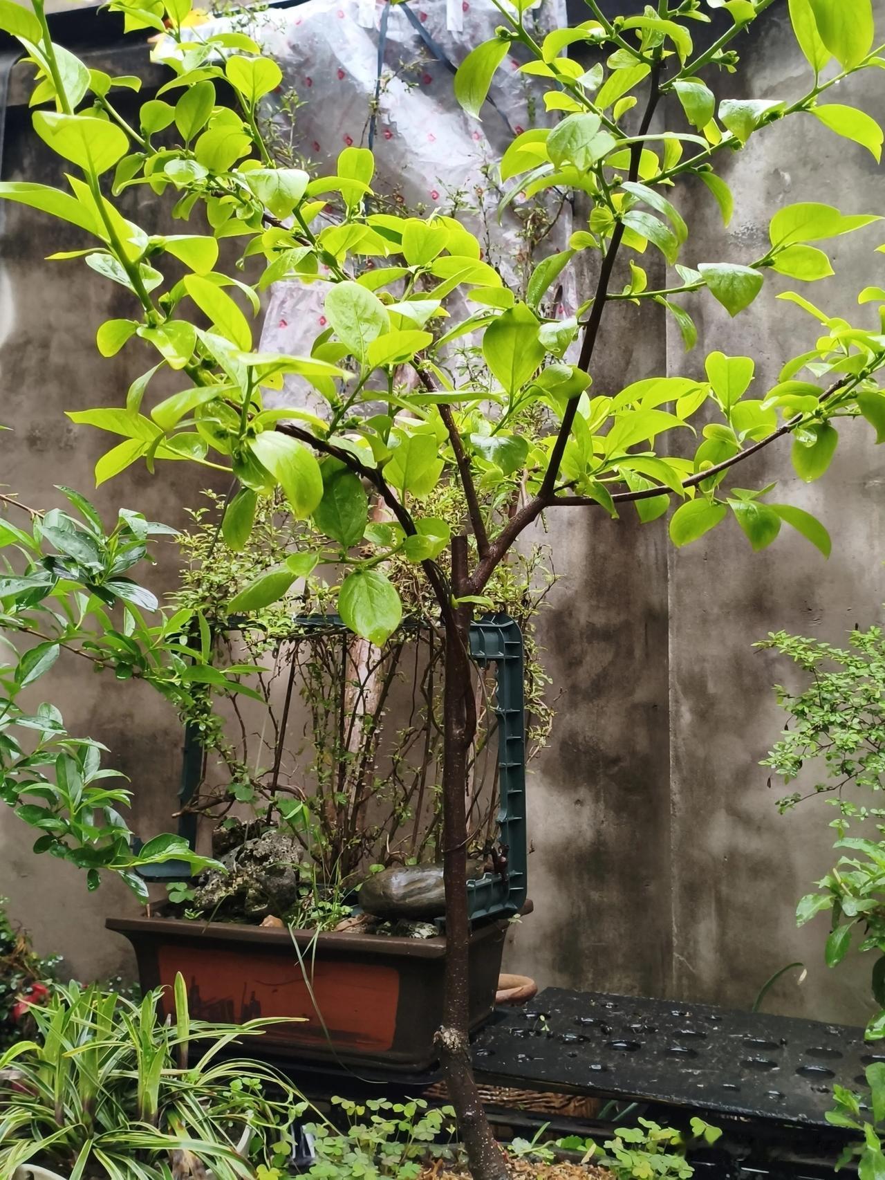 《去年盆栽柿树
             今日多喜人》
[微风][微风][微风]